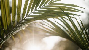 Read more about the article Palm Sunday Teaches Us to Trust