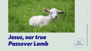 Read more about the article Jesus, Our True Passover Lamb